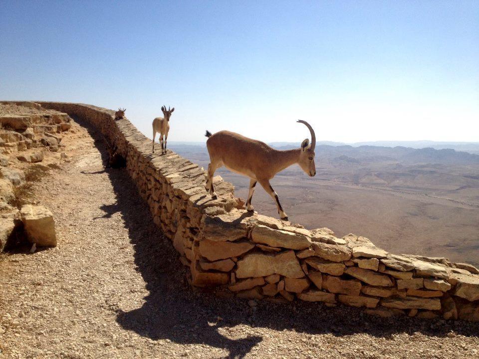 השכרה וסבלט בקומפלקס של יחידות Hotel Mitzpe Ramon Exterior foto